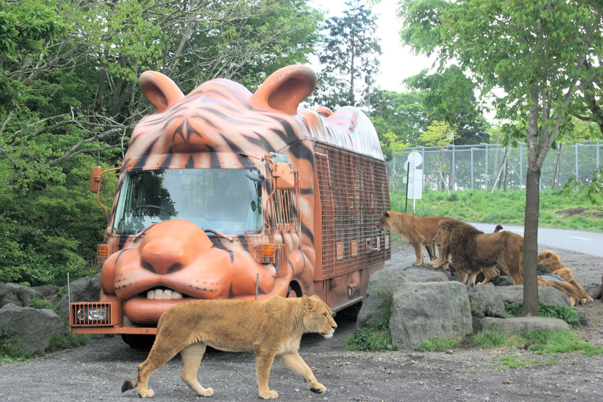 fuji safari park jungle bus